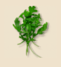 Rucola